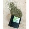 Bio směs koření ZA'ATAR 40 g, Mill & Mortar